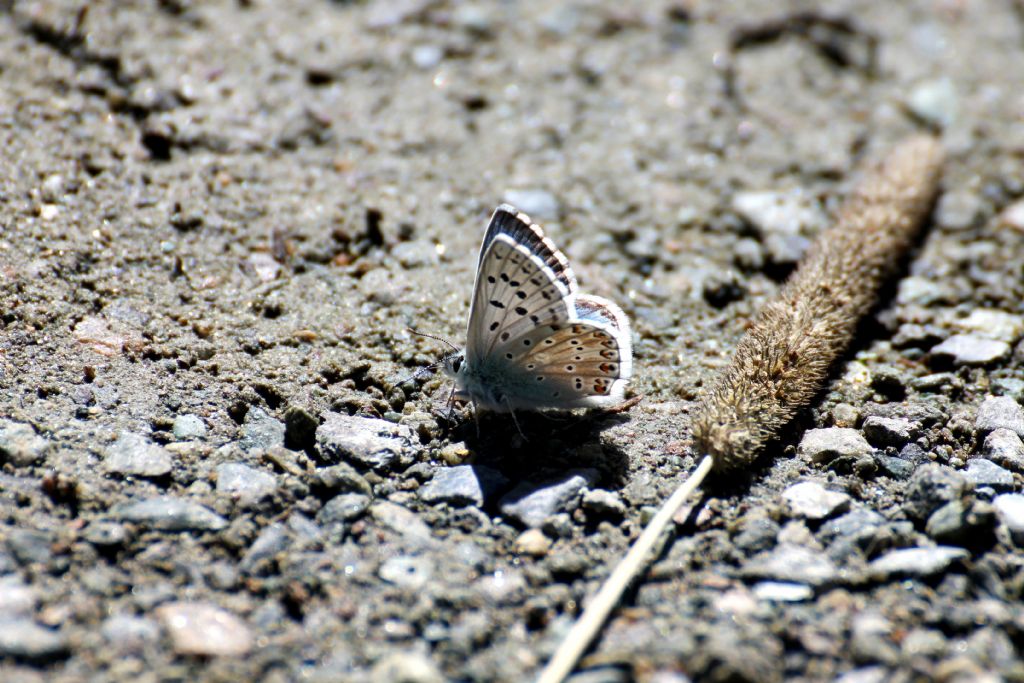 Lycaenidae...? Polyommatus (Lysandra) coridon